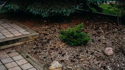 Wood chips, shrub, rocks, brick path. Photo